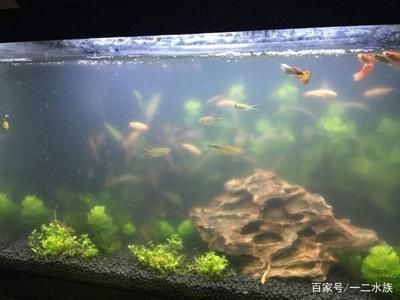 魚缸養(yǎng)魚的水怎么養(yǎng)，如何快速去除魚缸水中的氯魚缸硝化細菌培養(yǎng)技巧 魚缸百科 第3張