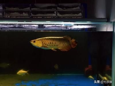 如何挑選龍魚，如何挑選合適的龍魚，如何挑選合適的龍魚觀賞魚的方法