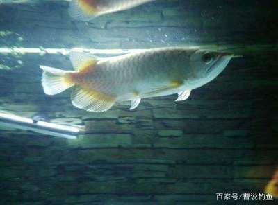 青龍魚能活多久啊怎么養(yǎng)，青龍魚的壽命和養(yǎng)殖方式 龍魚百科 第1張