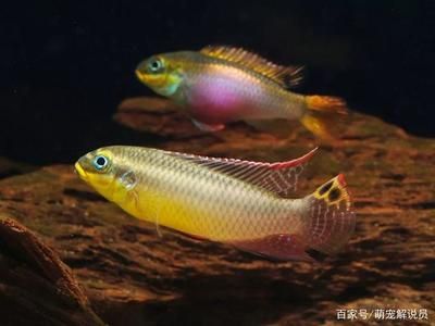 翡翠鳳凰魚市場(chǎng)供需分析，翡翠鳳凰魚在市場(chǎng)上有一定的需求