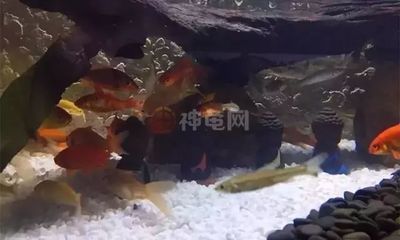 和尚魚繁殖最佳水溫范圍，和尚魚的繁殖最佳水溫范圍是22-26℃,22-[需手動(dòng)填充] 觀賞魚市場(chǎng)（混養(yǎng)魚） 第5張