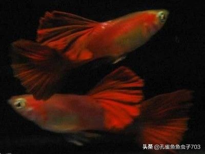 金龍魚吃法圖片大全視頻，金龍魚的常見吃法圖片大全 水族問答