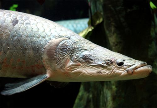 海象魚，海象魚的飼養(yǎng)技巧