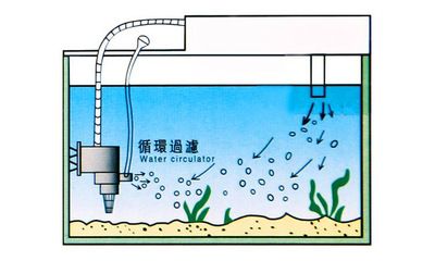 魚缸水泵轉(zhuǎn)動(dòng)不抽水，魚缸水泵轉(zhuǎn)動(dòng)不抽水怎么辦 魚缸百科 第5張