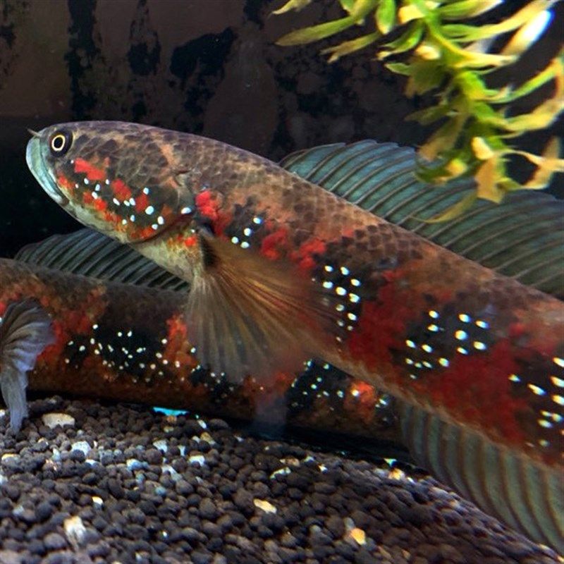 冷水雷龍魚都有哪些顏色，冷水雷龍魚品種價格對比藍鉆雷龍魚色彩保護措施 龍魚百科 第4張