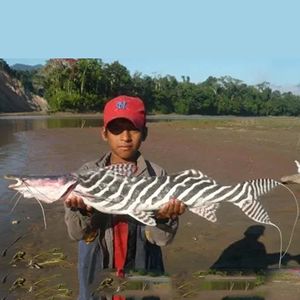 月光鴨嘴魚飼料選擇技巧，月光鴨嘴魚的飼料選擇 觀賞魚市場(chǎng)（混養(yǎng)魚） 第3張