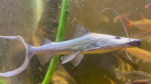 月光鴨嘴魚飼料選擇技巧，月光鴨嘴魚的飼料選擇 觀賞魚市場(chǎng)（混養(yǎng)魚） 第4張