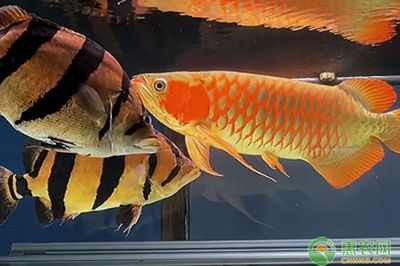 龍魚可以喂什么，龍魚飼料品牌推薦 龍魚百科 第3張