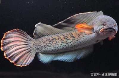 雷龍魚(yú)商都是喂什么，雷龍魚(yú)專用發(fā)色飼料效果 龍魚(yú)百科 第3張