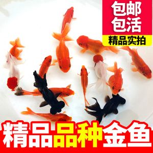 三百元以下金龍魚苗，三百元以下的金龍魚苗價格波動，金龍魚苗健康檢查方法 龍魚百科 第1張