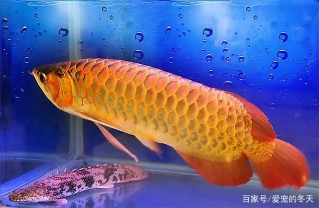 如何看龍魚的狀態(tài)好不好呢，如何判斷龍魚的健康狀況 龍魚百科 第4張