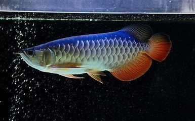 龍魚溫度多少狀態(tài)好，夏季龍魚水溫調控技巧龍魚水溫調控技巧 龍魚百科 第3張