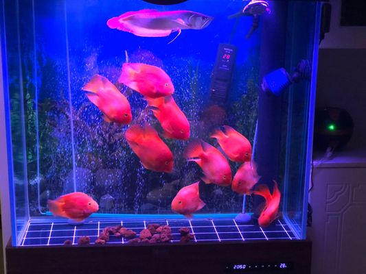 福滿鉆魚專用飼料品牌推薦 觀賞魚市場（混養(yǎng)魚） 第5張