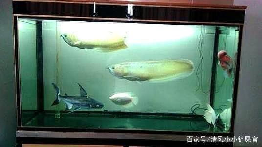 金龍魚和銀龍魚混養(yǎng)打架怎么辦，如何判斷龍魚領(lǐng)地意識強，混養(yǎng)龍魚食物選擇指南 龍魚百科 第2張