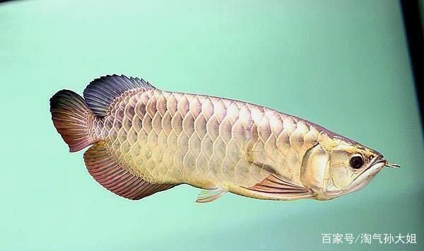 金龍魚(yú)過(guò)背和古典過(guò)背區(qū)別，金龍魚(yú)過(guò)背和古典過(guò)背在形態(tài)上的主要區(qū)別 龍魚(yú)百科 第4張