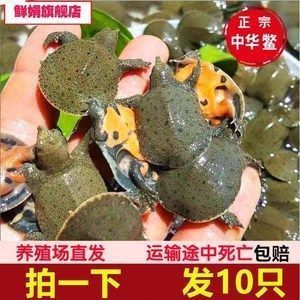 龍魚的品相怎么看出來好壞呢，如何挑選健康的龍魚幼魚 龍魚百科 第5張