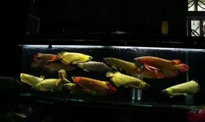 龍魚常見品種飼養(yǎng)與現(xiàn)狀分析，觀賞魚市場趨勢分析：龍魚飼養(yǎng)方法與現(xiàn)狀受關(guān)注 龍魚百科 第2張