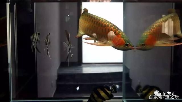 龍魚飼料配方表，自制龍魚漢堡飼料教程，龍魚飼料保存方法，龍魚營養(yǎng)需求詳解 龍魚百科 第4張