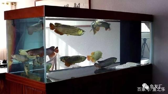 龍魚飼料配方表，自制龍魚漢堡飼料教程，龍魚飼料保存方法，龍魚營養(yǎng)需求詳解 龍魚百科 第3張