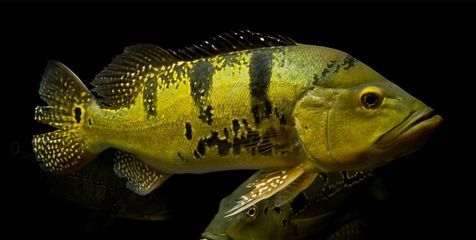 巴西亞魚(yú)食物種類及配比，巴西亞魚(yú)的食物種類多樣，巴西亞魚(yú)飼料品牌推薦 觀賞魚(yú)市場(chǎng)（混養(yǎng)魚(yú)） 第4張