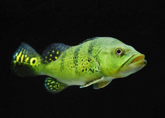 巴西亞魚(yú)食物種類及配比，巴西亞魚(yú)的食物種類多樣，巴西亞魚(yú)飼料品牌推薦 觀賞魚(yú)市場(chǎng)（混養(yǎng)魚(yú)） 第5張