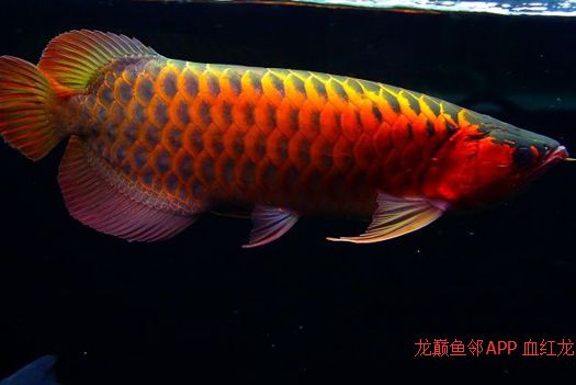 龍魚發(fā)色秘訣是什么，如何控制龍魚光照紅龍魚發(fā)色技巧紅龍魚發(fā)色技巧 龍魚百科 第4張