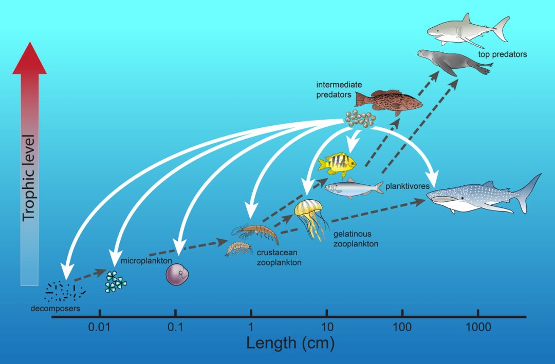 大白鯊食物鏈位置，大白鯊在海洋食物鏈中占據(jù)頂端位置，它們的捕食能力強大 觀賞魚市場（混養(yǎng)魚） 第2張