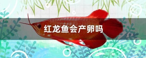 紅龍魚繁殖環(huán)境優(yōu)化方法，紅龍魚的繁殖環(huán)境優(yōu)化方法 觀賞魚市場（混養(yǎng)魚） 第5張