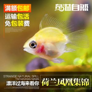 銀龍魚比金龍魚便宜多少，銀龍魚與金龍魚的價(jià)格差異 水族問答