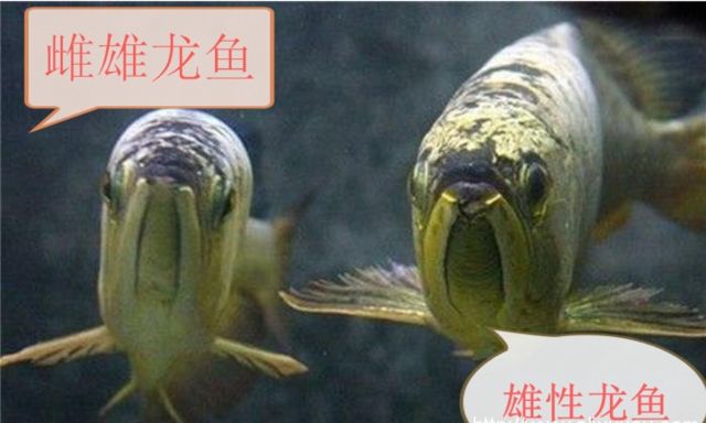 龍魚如何看公母圖解大全，母龍魚：母龍魚,母龍魚, 龍魚百科 第5張