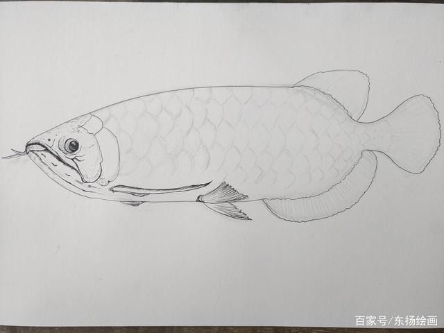 龍魚手繪，陳世中龍魚畫欣賞,彩色鉛筆龍魚繪制技巧詳解 龍魚百科 第3張