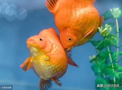 龍魚(yú)和金魚(yú)哪個(gè)好養(yǎng)一點(diǎn)，金魚(yú)和金魚(yú)的養(yǎng)殖環(huán)境和飼養(yǎng)要求比較，養(yǎng)殖環(huán)境的特殊要求