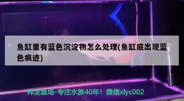 巨暴魚苗疾病早期癥狀，巨暴魚苗疾病早期癥狀包括鰭條爛、魚體潰瘍和寄生蟲感染等 觀賞魚市場（混養(yǎng)魚） 第3張