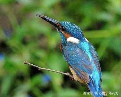 赤荔鳳冠魚的飼養(yǎng)要點(diǎn)，如何判斷水質(zhì)適合赤荔鳳冠魚，赤荔鳳冠魚繁殖技巧分享 魚缸百科 第3張