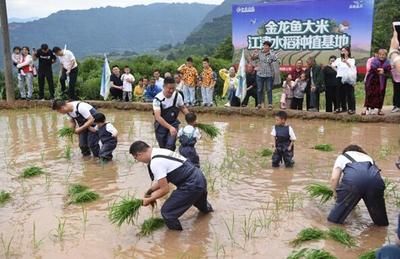 金龍魚種植基地電話 龍魚百科 第1張