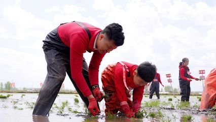 金龍魚種植基地電話 龍魚百科 第4張