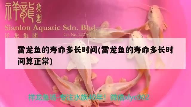 雷龍魚能活多長時(shí)間壽命，關(guān)于雷龍魚壽命的一些詳細(xì)信息 龍魚百科 第2張