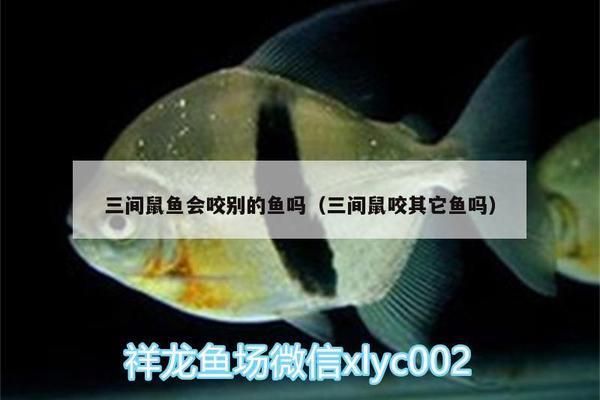 三間鼠魚繁殖期飼料搭配，三間鼠魚繁殖期飼料搭配策略：三間鼠魚繁殖期飼料搭配策略 觀賞魚市場（混養(yǎng)魚） 第2張