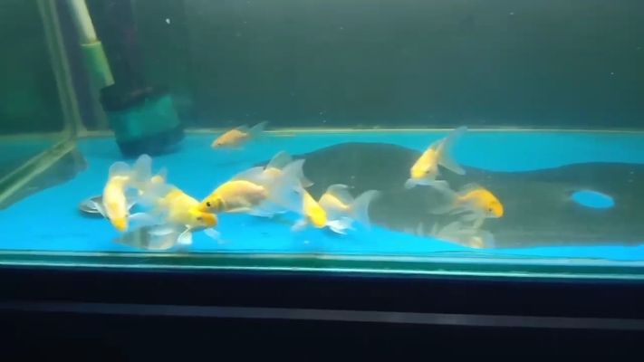 三間鼠魚繁殖期飼料搭配，三間鼠魚繁殖期飼料搭配策略：三間鼠魚繁殖期飼料搭配策略 觀賞魚市場（混養(yǎng)魚） 第3張