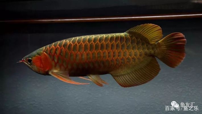 金龍魚怎么改口吃飼料，如何幫助金龍魚改口吃飼料 龍魚百科 第1張