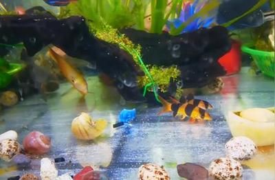 三間鼠魚日常護理要點，三間鼠魚飼料搭配指南 觀賞魚市場（混養(yǎng)魚） 第3張