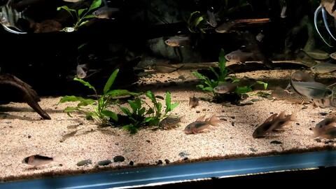 三間鼠魚日常護理要點，三間鼠魚飼料搭配指南 觀賞魚市場（混養(yǎng)魚） 第5張