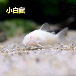 三間鼠魚日常護理要點，三間鼠魚飼料搭配指南 觀賞魚市場（混養(yǎng)魚） 第4張