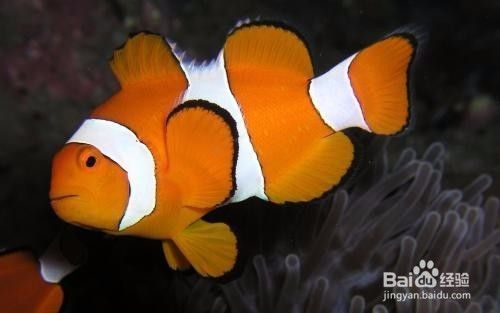 觀賞魚微生物感染預(yù)防方法，如何預(yù)防觀賞魚的微生物感染 觀賞魚市場（混養(yǎng)魚） 第4張