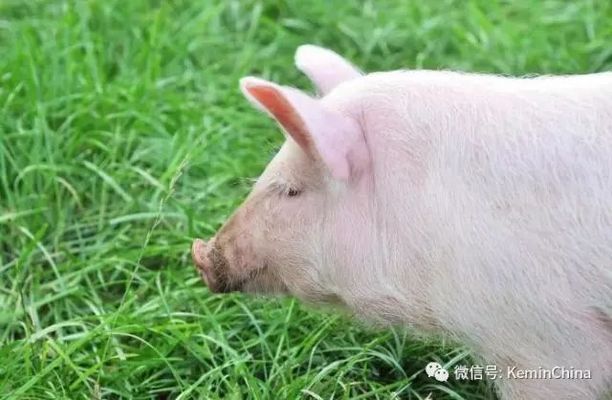 薄片飼料適口性測(cè)試方法，寵物飼料適口性測(cè)試方法的研究進(jìn)展 觀賞魚(yú)市場(chǎng)（混養(yǎng)魚(yú)） 第2張