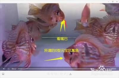 國產(chǎn)元寶鳳凰魚，元寶鳳凰魚的養(yǎng)殖技巧 元寶鳳凰魚百科 第5張