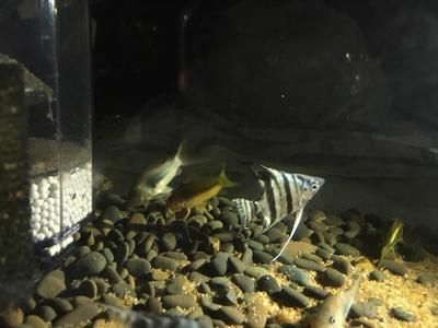 龍魚身上有白色棉絮是什么，龍魚身上為什么會(huì)有白色棉絮？ 水族問答