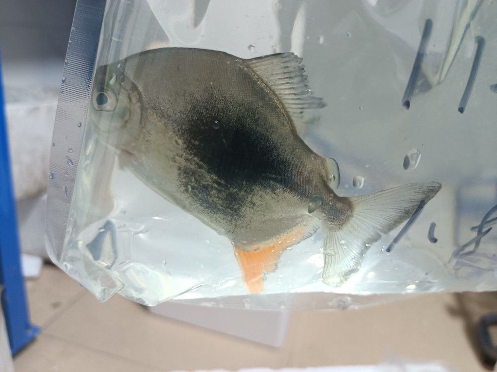 粗線銀板魚(yú)苗的最佳飼料選擇，粗線銀板魚(yú)苗幼魚(yú)飼料搭配，粗線銀板魚(yú)苗飼料蛋白質(zhì)含量 觀賞魚(yú)市場(chǎng)（混養(yǎng)魚(yú)） 第4張