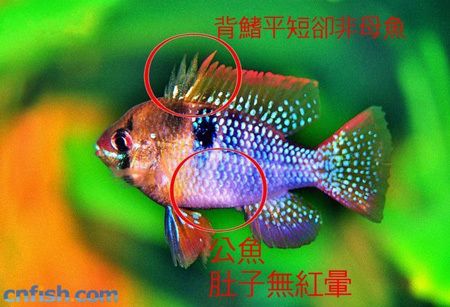 鳳凰魚(yú)品相鑒定技巧，元寶鳳凰魚(yú)的繁殖技巧和真?zhèn)舞b別方法和真?zhèn)舞b別方法 元寶鳳凰魚(yú)百科 第1張