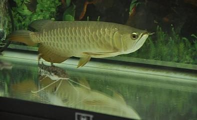 巨骨舌魚(yú)鱷雀鱔龍魚(yú)，巨骨舌魚(yú)和鱷雀鱔龍魚(yú)的特點(diǎn)和習(xí)性和習(xí)性和習(xí)性特點(diǎn) 龍魚(yú)百科 第5張